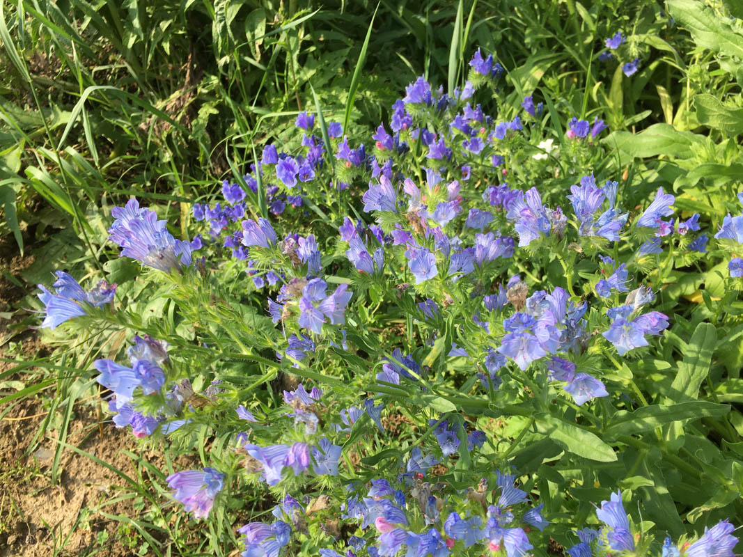Echium sp vulgare